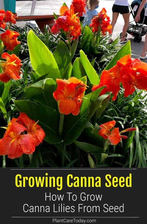 Growing Canna Seed: How To Grow Canna Lilies From Seed? Canna Seeds How To Grow, How To Grow Canna Lillies From Seeds, Canna Lily Care, Cana Lily, Propagation Methods, Survival Knowledge, Canna Bulbs, Canna Lilies, Lily Care