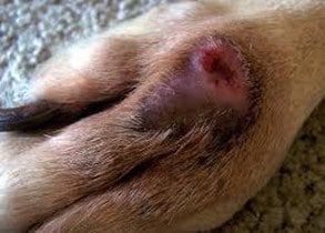 How To Treat Or Prevent Hot Spots On Dogs At Home | Banixx Cat Wounds, Dog Hot Spots, Dogs Ears Infection, Dog Wound, Nail Infection, Spotted Dog, Dog Smells, Pet Shampoo, Dog Health Care