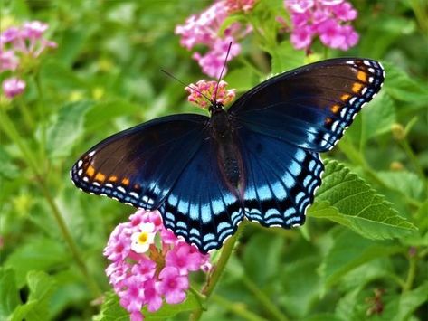 Red Spotted Purple Butterfly, Purple Butterfly Wings, Purple Butterfly Tattoo, Garden Mural, Butterfly Species, Scientific Name, Butterfly Party, Beautiful Bugs, Side Tattoos