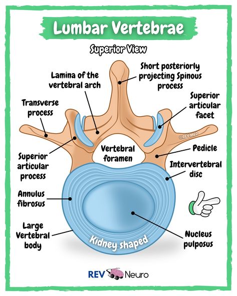 Turn the volume on and jam out to this REV MED original! The Lumbar spine is the Moose! 🫎 Expect a post everyday to review and study on this page ➡️ @rev.neuro ➡️ @rev.med To get the most out of these illustrations you have to go over to the cadaver lab and FEEL the spine! Hold the vertebra in your hand and study it while reading below ⤵️ ✅ Lumbar Vertebrae Hold the bone and observe the large, kidney-shaped body—one of the main distinguishing features of lumbar vertebrae, as they bea... Lumbar Vertebrae, Human Skeleton Anatomy, Nursing School Essential, Lumbar Spine, Medical Science, The Bone, Nursing School, Moose, Anatomy