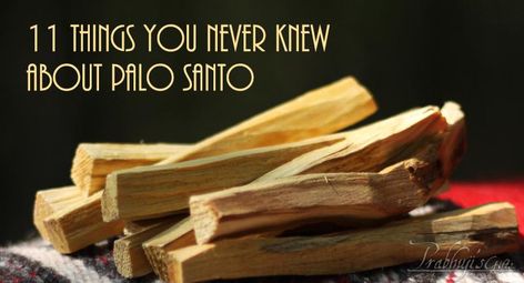 11 things you never knew about Palo Santo | Prabhuji's Gifts Smudging Ceremony, Modern Day Witch, House Cleansing, Herb Art, Palo Santo Wood, Bobbing For Apples, Animal Medicine, Crystal Altar, The Amazon Rainforest