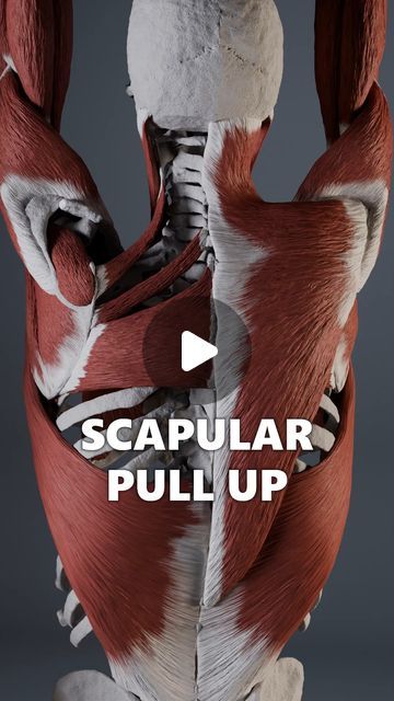 Anatomy of Motion on Instagram: "The scapular pull-up is a great step toward restoring healthy strength in the back and shoulder muscles. 

For most of us, the scapular region is not mapped well enough by the nervous system, resulting in underutilization of the surrounding muscles and overcompensation from other parts of the body.

Practicing scapular pull-ups builds the desired strength based on mobility and, in the process, helps the nervous system create a more precise neural map of the area. 

This improved brain-body connection enables better control of the scapula, leading to healthier movement patterns in the future.

#scapula #medicalanimation #shoulderrehab" Scapula Anatomy, Shoulder Anatomy, Shoulder Rehab, Body Connection, Muscle Anatomy, Shoulder Muscles, Back Muscles, Pull Ups, Nervous System