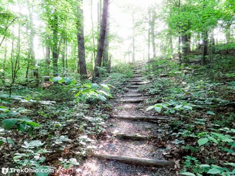 Forest Hike, Trees Photography, Iced Latte, The Wilderness, The Edge, Country House, Ohio, Country Roads, Hiking