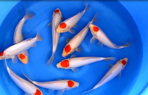 25-30 cm Tancho Japanese koi Tancho Koi, Japanese Koi Fish, Japanese Flag, Ikan Koi, Japanese Koi, Fish Ponds, Koi Pond, Koi Fish, Goldfish