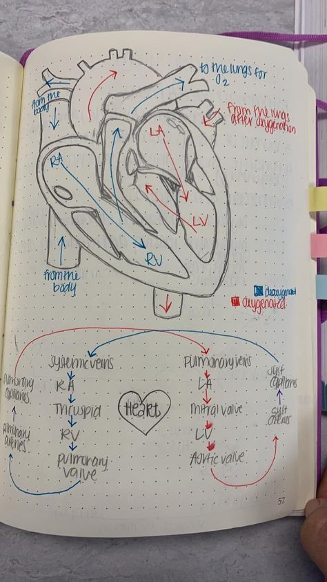 Veterinarian Notes Aesthetic, Vet Tech Notes Veterinary Medicine, Vet Anatomy Notes, Veterinary Medicine Tattoo, Veterinarian Notes, Vet Tech Notes, Vtne Study, Veterinary Notes, Tobias And Guy Comic