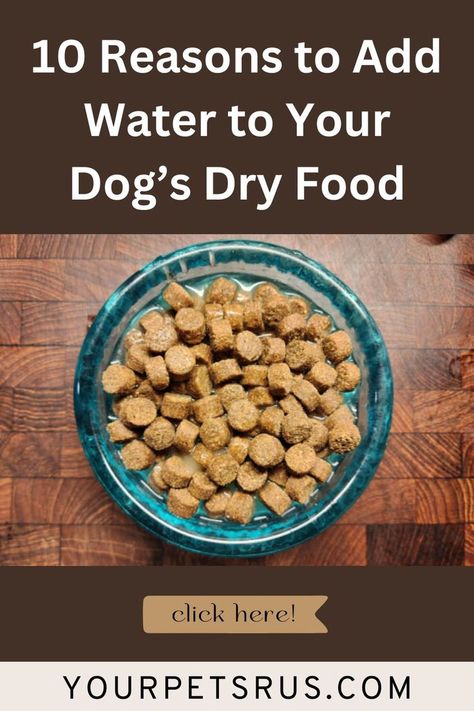 10 Reasons to Add Water to Your Dogs Dry Food I As a child, I remember my Mom preparing our dog’s dry food, or kibble, for meals.

She added in plenty of things to make it more nutritious and attractive, including water. I  #catphotography #catexplorer #thehikingcat Picky Dog Eater, Dog Kibble, Premium Dog Food, Food Dog, Diy Dog Treats, Broth Recipes, Things To Make, Puppy Food, Healthy Pets