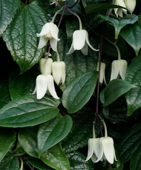 Clematis Winter Beauty, Winter Clematis, Clematis Varieties, White Clematis, Clematis Montana, Greenhouse Garden, Clematis Flower, Fragrant Garden, Driveway Landscaping