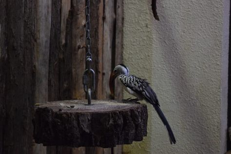 Here is a very useful piece of enrichment that can be used for many different applications. This hanging log platform can be used as a challenging feeding station or an exhibit feature as an unstable perch. In the pictures below it is being used by a hornbill and a squirrel money but really any small mammal and bird could use this. The concept is also easily scaled and could theoretically be used by larger animals as well. Squirrel Enrichment, Bird Enrichment, Zoo Enrichment, Animal Enrichment, Wildlife Rehabilitation, Feeding Station, Minecraft Blueprints, A Squirrel, Zoo Animal