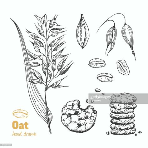 Oats Oat Plant, Organic Packaging, Plant Clips, White Illustration, Hand Drawn Illustration, Hand Drawn Vector, Drawn Illustration, Plant Illustration, Black And White Illustration