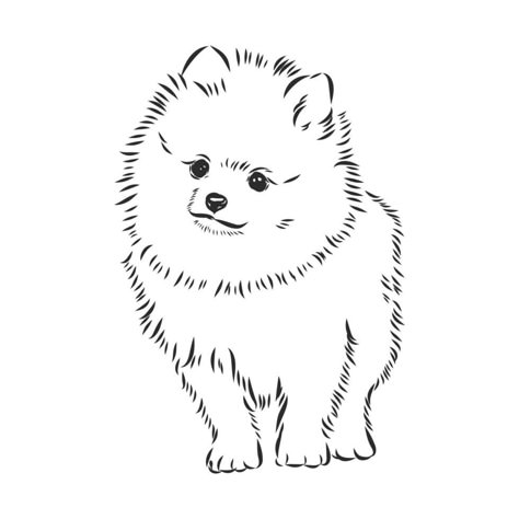 Pet Memorial Tattoo, Dog Drawing Simple, Dog Line Drawing, Pom Dog, Animal Illustration Art, 강아지 그림, Canine Art, Deer Art, Dog Vector