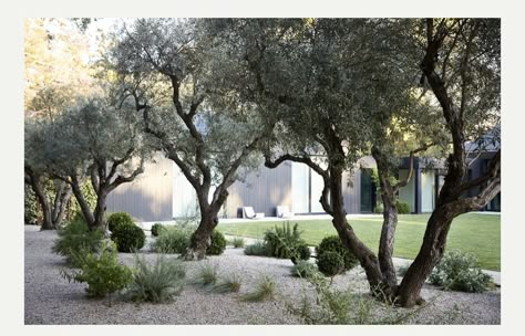 Gravel Steps, Mallorca Villa, Magnolia Garden, Tree Gardens, Landscaping Retaining Walls, Pool Landscape Design, California Garden, Dry Garden, Gravel Garden