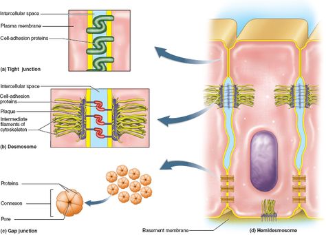 This photo displays three different types of cell junctions.  1. Desmosomes hold cells together (protein to protein). They can be found in heart, uterus, or skin cells. 2. Gap Junctions form links between all cells, allowing cytosol to connect. They are found in cardiac cells.  3. Tight junctions stop fluid and other stuff from passing between cells. They can be found in the urinary tract. Cell Junctions, Cell Junction, Epithelial Tissue, Gap Junction, Basement Membrane, Cell Organelles, Job Inspiration, Plasma Membrane, Biology Classroom