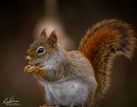 Squirrel Species, American Red Squirrel, Mackinaw Bridge, Haliaeetus Leucocephalus, American Black Bear, Squirrel Pictures, Pictured Rocks National Lakeshore, Mackinaw City, Fox Squirrel