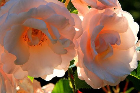 roses backlit - Google Search Subsurface Scattering, Glowing Flowers, Life Drawing Reference, Translucent Material, Oil Painting Inspiration, Color Study, Photography Flowers, Color Reference, Learn Art