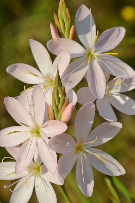 Schizostylis coccinea 'Pink Princess' AGM Schizostylis Coccinea, Pink Perennials, Flower Arrangements Simple, Pink Princess, Lily Flower, Beautiful Lights, Type 3, Perennials, Flower Arrangements