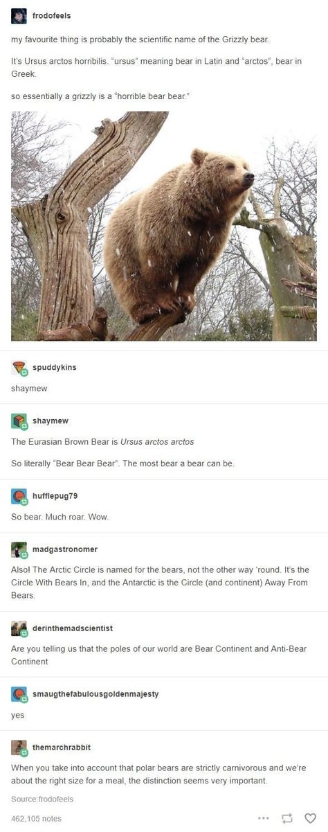 Weird History Facts, Weird History, Friends Ideas, Bear Bear, Dc Memes, The More You Know, History Facts, Pics Art, Tumblr Funny