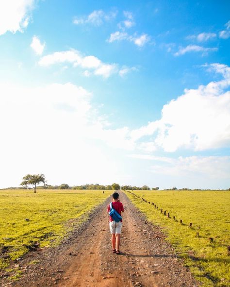 A perfect place for nature lover in East Java, Baluran National Park, Indonesia Photo by: IG @samsilitongajr Mangrove Forest, East Java, Photo Idea, Java, Nature Lover, Perfect Place, National Park, National Parks, Country Roads