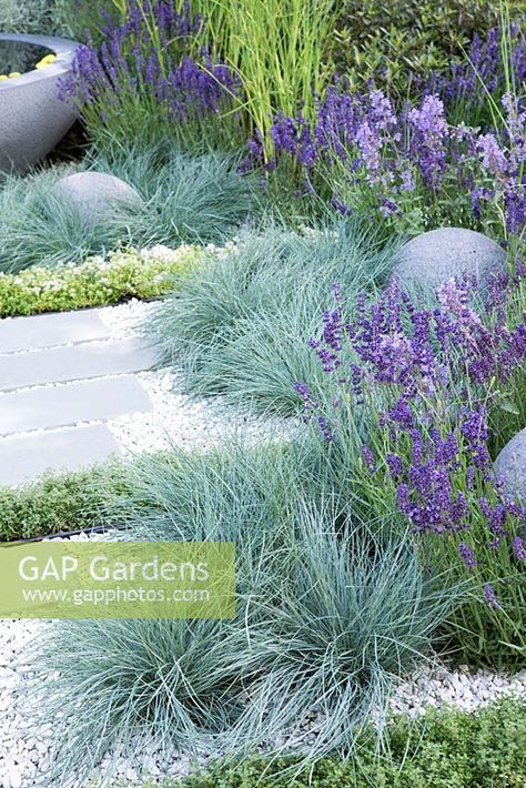 Festuca glauca planted in gravel with paving and Lavandula angustifolia - Living Landscapes: Healing Urban Garden, RHS Hampton Court Palace Flower Show 2015 Festuca Glauca, Hillside Garden, Hampton Court Palace, Plant Photography, Outdoor Gardens Design, Garden Windows, Lavandula Angustifolia, Garden Landscape Design, Garden Borders