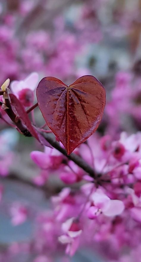 I have a very dear friend who is constantly finding HEARTS in nature. It's not something I ever imagined could be so abundant so I've begun looking for my own hearts in nature...
sharing nature's HEARTS💚
GigiLynn 
#heartsinnature
#natureshearts
#hearts
#nature
#amateurimagesbygigi 
#amateurimages
#cellphonephotos
#Godhearts
#mypics
#myphotos Hearts In Nature, Heart In Nature, Happy Heart, In Nature, Dear Friend, Nature