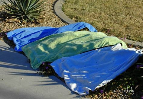 Protect Plants From Frost, Camping Tarp, Sensitive Plant, Plant Tissue, Old Towels, Desert Garden, Citrus Trees, Blooming Plants, Easy Garden