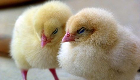 Are your nocturnal hours populated by feathered friends? Poultry dreams may have meaning beyond a fondness for chickens, according to some experts. 📷TheBeloved/Pixabay Buff Orpington Chickens, Baby Chicks Raising, Buff Orpington, Hatching Chicks, Keeping Chickens, Baby Chickens, Chicken Breeds, Chicken Farm, Hobby Farms