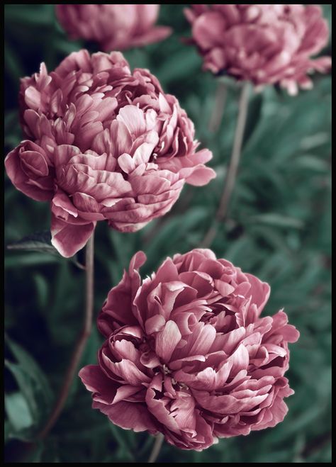 A floral print with a photograph of pink peonies with green leaves in the background. The peony flower has a thousand-year history, and is a great choice of art to put in your bedroom or living room if you want to create a romantic feeling. This style will give your home a calm and warm feeling. Peony Flower Photography, Amsterdam Flower Market, Girl Power Art, Pink Flower Print, Flower Canvas Art, Gallery Wall Inspiration, Poster Store, Roger Moore, Pink Posters