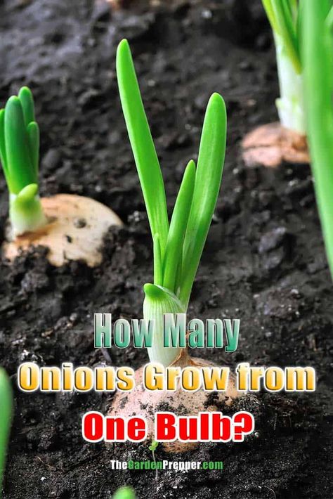 How Many Onions Grow from One Bulb? Planting Onions Bulbs, Planting Green Onions, Starting Vegetable Seeds, Harvest Onions, Green Onions Growing, Types Of Onions, Onion Flower, Growing Onions, Onion Bulbs