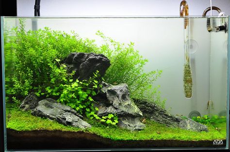 Upgraded fluval spec V - first high tech tank, watch me make mistakes! Fluval Spec V, Fluval Spec V Aquascape, Turtle Aquarium, Fish Tank Themes, Fish Tank Terrarium, Fish Tank Design, Aquascape Design, Betta Aquarium, Aquarium Terrarium