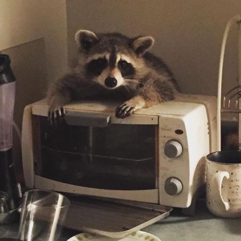 While the city says the problem is “uncommon,” it created a step-by-step guide for dealing with what resident Jenny Serwylo calls “the most Toronto thing that’s ever happened.” Funny Animals Pictures, Trash Pandas, Pet Raccoon, Cute Raccoon, Raccoon Funny, Animals Pictures, Trash Panda, Silly Animals, Racoon