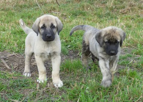 Anatolian shepherd dog photo | anatolian-shepherd-dog-puppies Anatolian Shepherd Puppies, Kangal Dog, Livestock Guardian Dog, Anatolian Shepherd, Dog Information, Coban, Large Dog Breeds, Guard Dogs, Shepherd Puppies