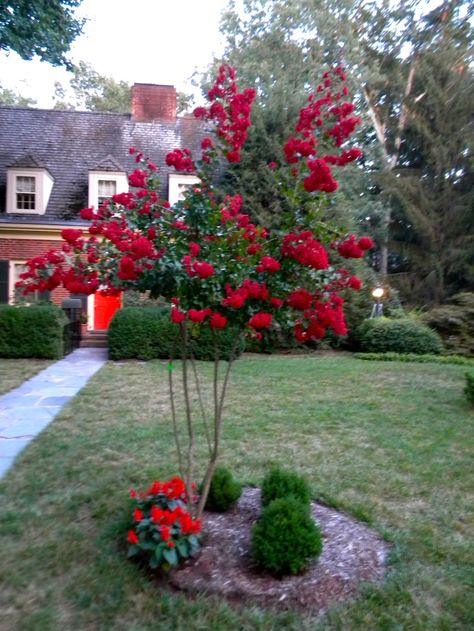 Dynamite Red Crape Myrtle | Dynamite Red Crape Myrtle | Nevada yard Small Evergreens, Front Yard Trees, Dynamite Crape Myrtle, Crape Myrtle Tree, Yard Trees, Texas Landscaping, Emerald Green Arborvitae, Trees For Front Yard, Front Yard Plants