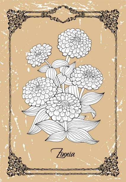 32,167 Zinnia Flowers Stock Photos, Pictures & Royalty-Free Images - iStock Zinnia Drawing Simple, Zinnia Illustration, Zinnia Flowers Tattoo, Zinnia Flowers Drawing, Zinnia Drawing, Zinnia Tattoo, Personal Tattoos, Bachelor Button Flowers, Flower Studies