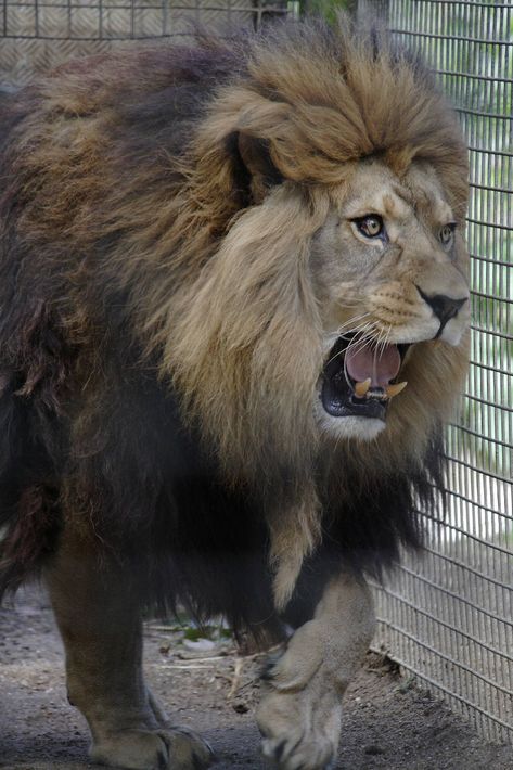 Barbary Lion | Barbary lion » Port Lympne Wild Animal Park Gallery Scary Lion, Port Lympne, Barbary Lion, Lion Kings, Animal Anime, Tattoo Lion, Tattoo Animal, Wild Lion, Lion Photography