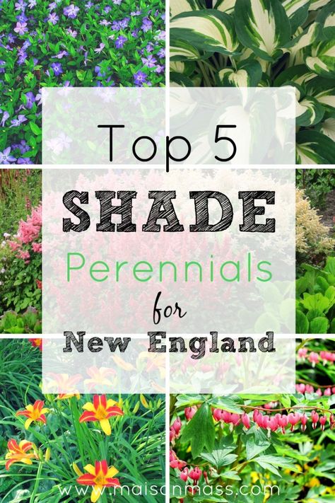 Perrenial Gardens, England Garden, New England Garden, Shade Garden Plants, Best Perennials, Front Yards, Shade Perennials, Garden Shrubs, Vintage Garden Decor