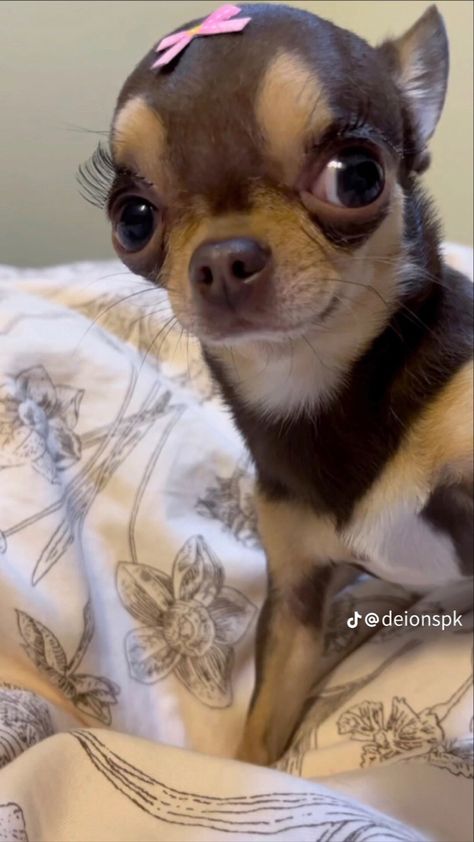 Chiauau Dog Funny, Funny Tiktok Pfp, Funny Chihuahua Pictures, Goofy Pfp, Tiktok Pfps, Chihuahua Funny, Goofy Dog, Very Cute Dogs, Dog Selfie