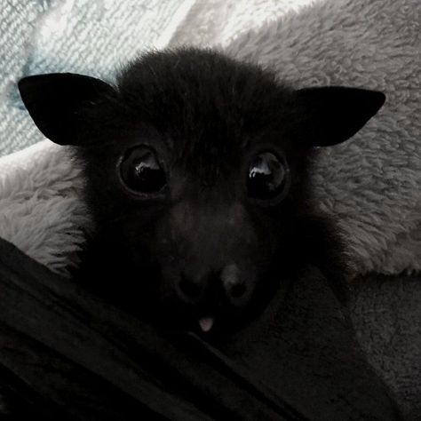 Cutecore Pfp, Fox Bat, Fruit Bat, Baby Bats, Cute Bat, Silly Cats Pictures, Silly Animals, Cute Little Animals, Cuteness Overload