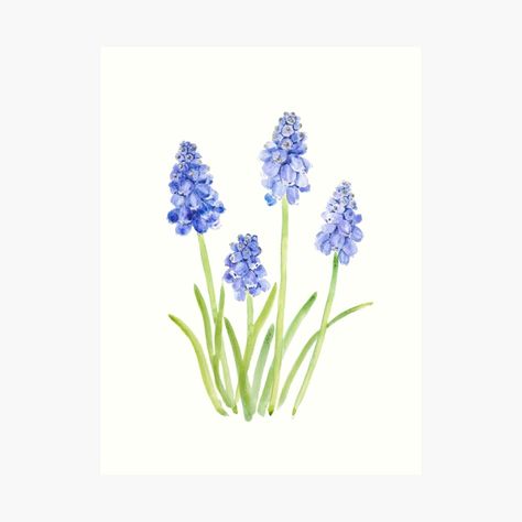 Watercolor Grape Hyacinth, Grape Hyacinth Drawing, Hyacinth Painting, Hyacinth Watercolor, Grape Hyacinth, Wall Arts, Hand Painting Art, Cotton Paper, Top Artists