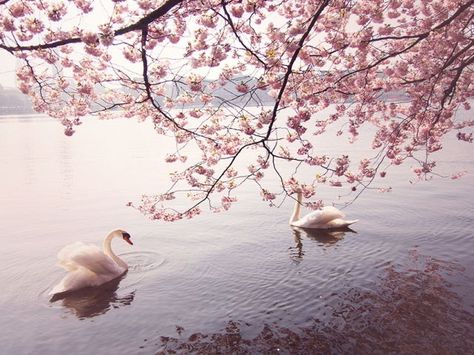 Frühling Wallpaper, Swan Wallpaper, White Swan, Swan Lake, Swans, Pretty Flowers, Pretty Pictures, Mother Nature, Pretty In Pink