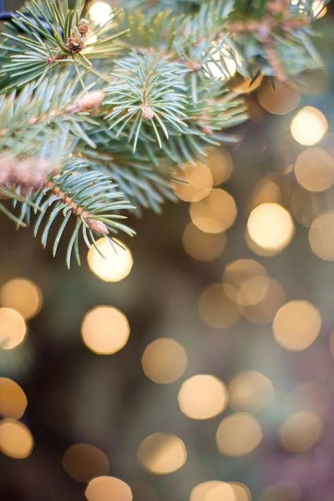 Close-up of a Christmas Tree Branch and Christmas Lights in the Background · Free Stock Photo Christmas Tree Close Up, Xmas Poster, Christmas Stock Photos, Blurred Lights, Christmas Tree Branches, Christmas Painting, Bokeh Lights, Zoom Photo, Aesthetic Moodboard