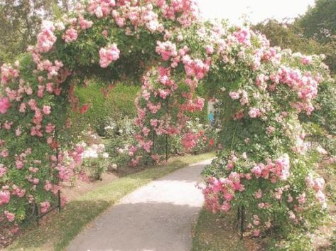 ♥Rie♥ Pink Cottagecore, Ethereal Aesthetic, Fairy Aesthetic, Spring Aesthetic, Nature Aesthetic, Pretty Places, Dream Garden, Cottage Core, Pink Aesthetic