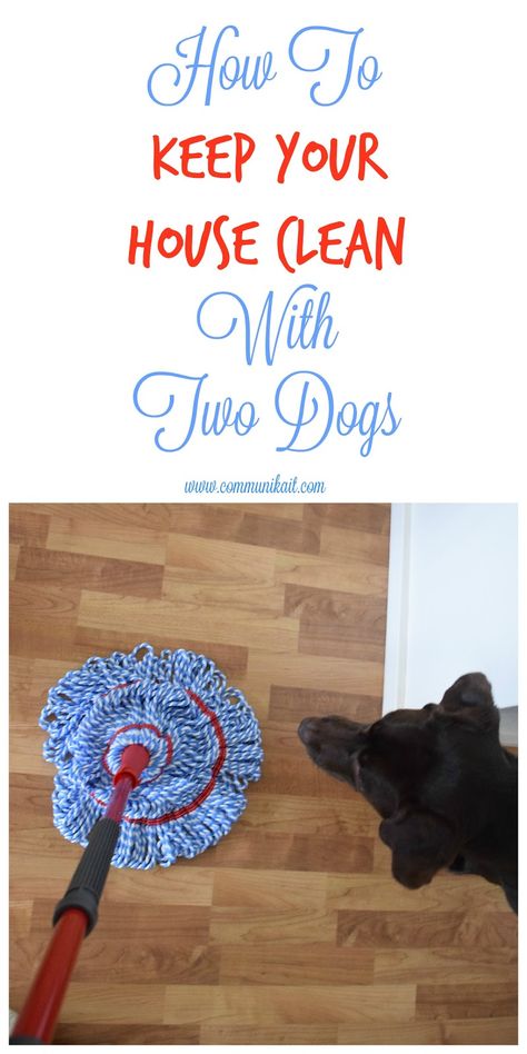 How To Keep Your House Clean With Dogs, Keeping House Clean With Dogs, Puppies Tips, Dog Smells, Dog Cleaning, Pet Cleaning, Chocolate Labrador, Cleaners Homemade, Pet Care Tips