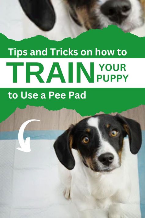 Porch Potty, Train A Puppy, Train Your Puppy, Puppy Pads Training, Dog Potty, Potty Training Puppy, Puppy Pads, Dog Info, Training Your Puppy