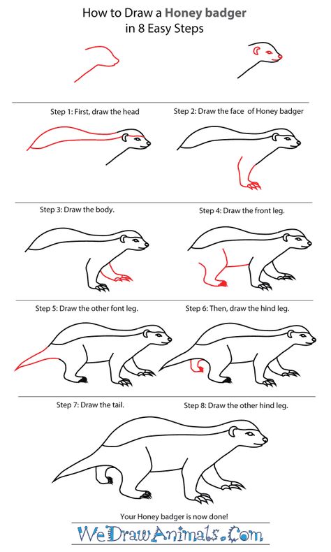 How To Draw A Honey Badger - Step-By-Step Tutorial Badger Drawing Easy, Honeybadger Tattoos, Honey Badger Drawing, Honey Badger Art, Honey Badger Tattoo, Badger Drawing, Badger Tattoo, Paint Tattoo, Honey Badgers