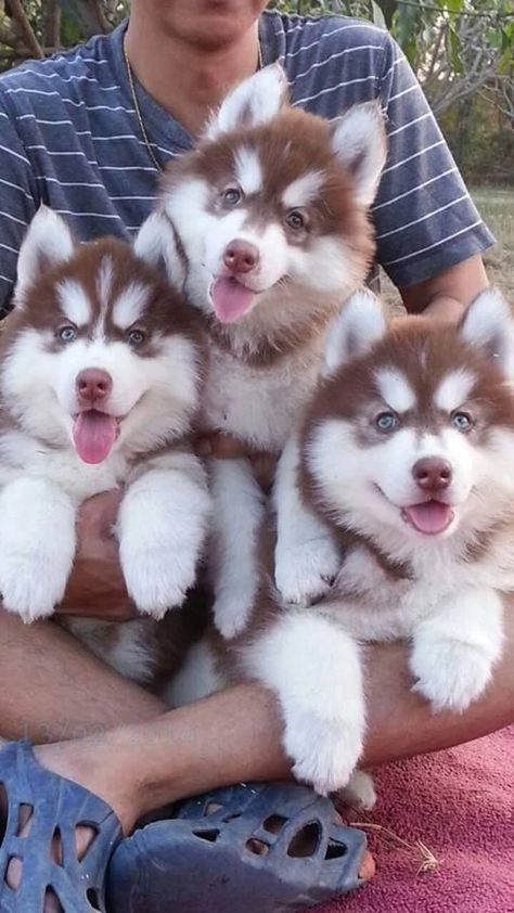 https://petpress.net/30-special-dog-names-for-red-huskies #huskys #siberianhusky #huskypuppies #whitehusky #minihusky #huskydogs #woolyhusky #minihusky #brownhusky #redhusky #huskyblack Mini Husky, Puppy Husky, Red Husky, Cute Husky Puppies, Malamute Dog, Husky Puppies, Cute Husky, Super Cute Puppies, Siberian Husky Dog