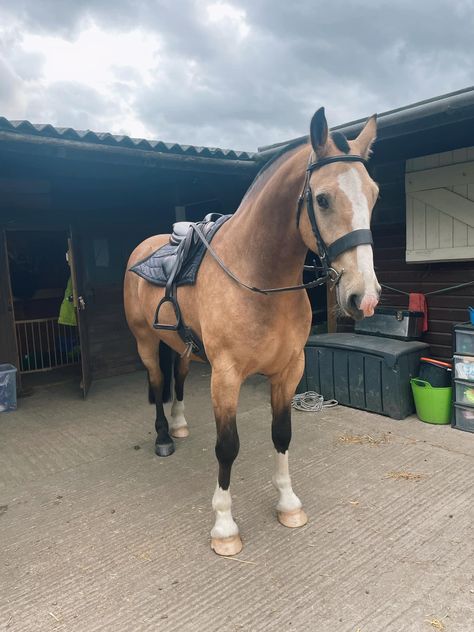 Light Bay Horse, Seal Bay Horse, Horse Pfp, Horse Barn Designs, Equestrian Aesthetic, Horse Inspiration, Bay Horse, Dream Horse, Majestic Horse