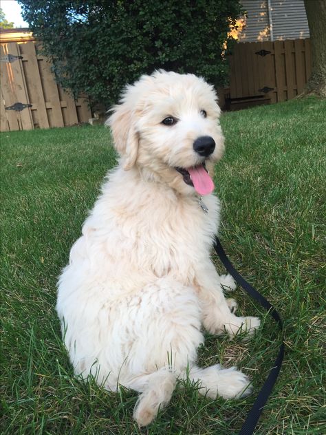 White Golden Doodle, Golden Labrador Puppies, Dog Angel, Doodle Puppy, White Puppies, Cute Kawaii Animals, Very Cute Dogs, Goldendoodle Puppy, Poodle Puppy