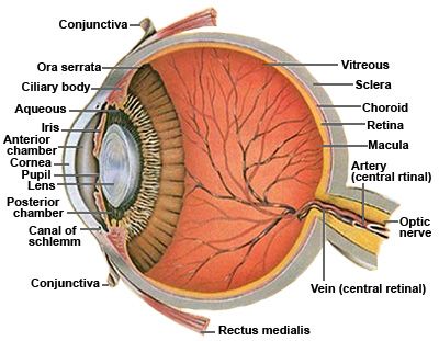 Aqueous Humor, Vitreous Detachment, Eyeball Anatomy, Human Eye Diagram, Eye Facts, Eye Anatomy, Eye Parts, Parts Of The Eye, Human Body Parts