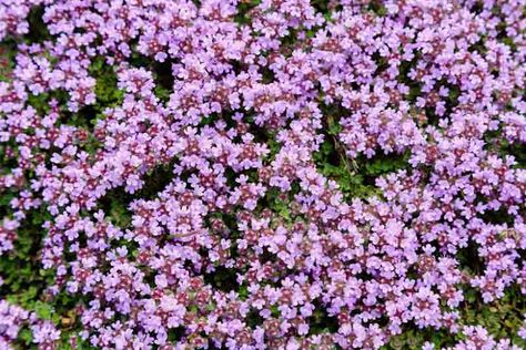 Evergreen Ground Cover Plants, Thymus Serpyllum, Plant Palette, Thyme Herb, Creeping Thyme, Wild Thyme, Creeping Phlox, Ground Cover Plants, Garden Lovers