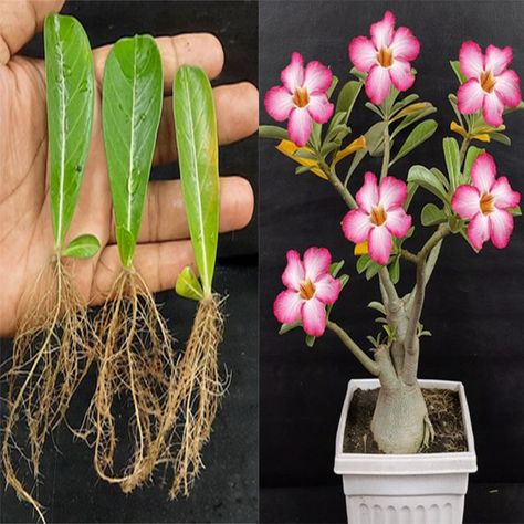 Desert Rose Care, Indore Plants, Potted Geraniums, Desert Rose Plant, Ribbon Flowers Diy, Rose Cuttings, Rose House, Leaf Plant, Rose Stem