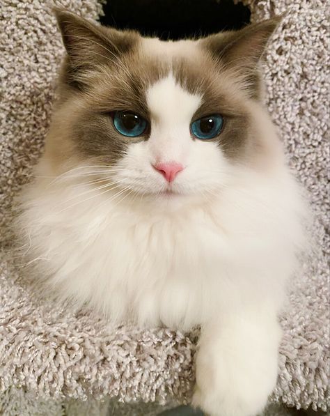 Ragdoll Blue Bicolor Blue Bicolor Ragdoll, Sophie Lauren, Bicolor Ragdoll, Bicolor Cat, Fierce Animals, Bright Blue Eyes, Ragdoll Cats, Cat With Blue Eyes, Like Animals